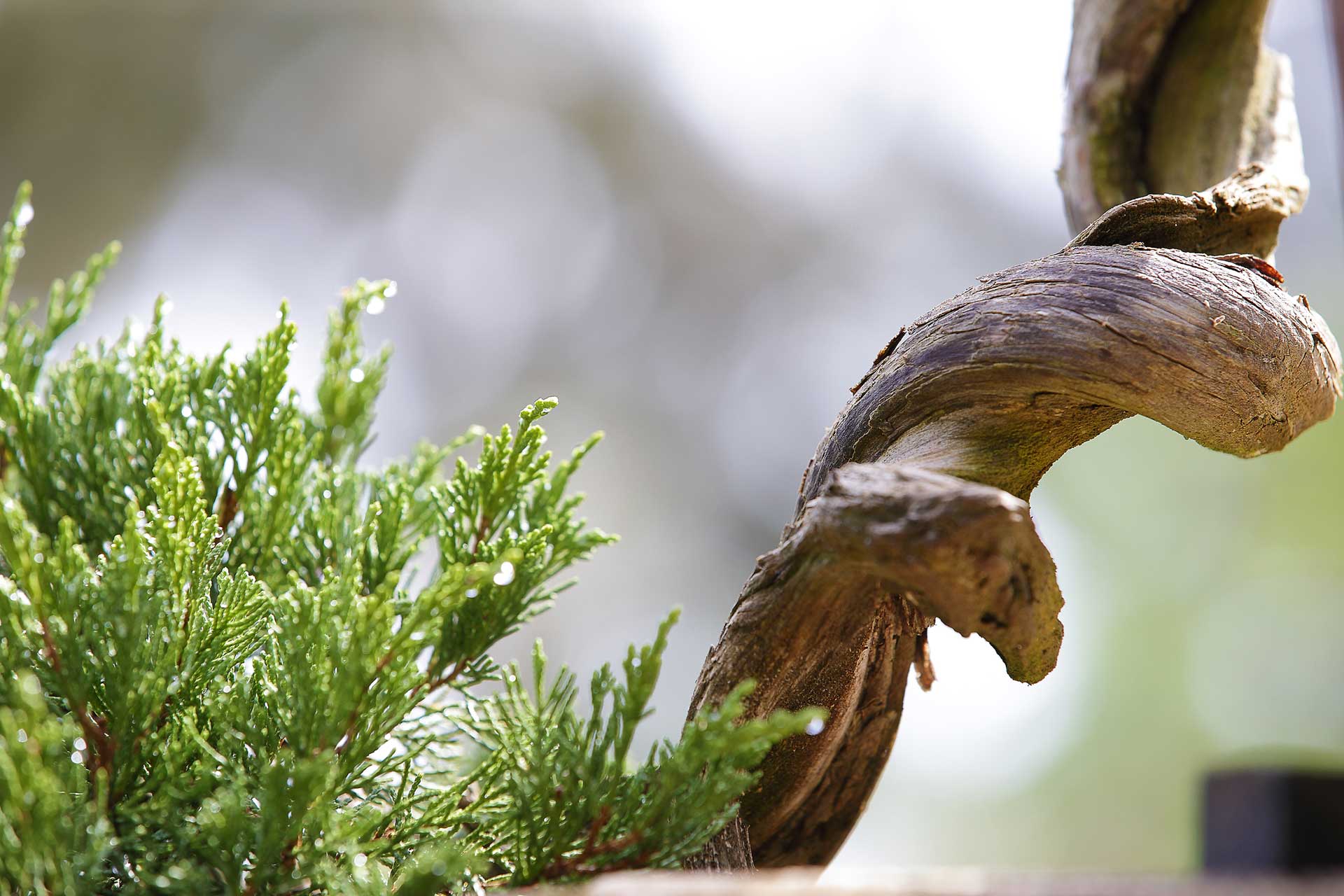 bonsai